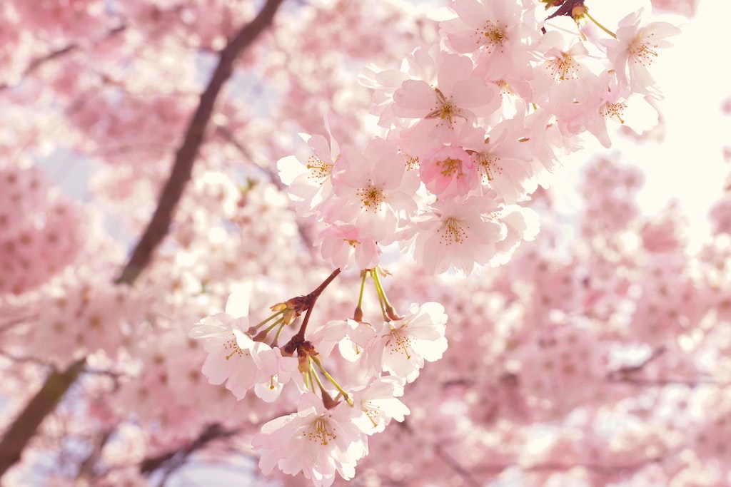Hanami - das japanische Kirschblütenfest Klar Seifen