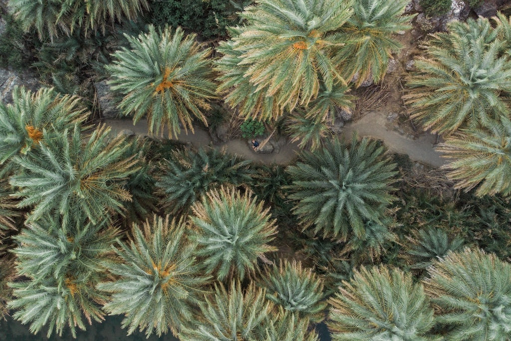 Deshalb verzichten wir auf Palmöl! Klar Seifen